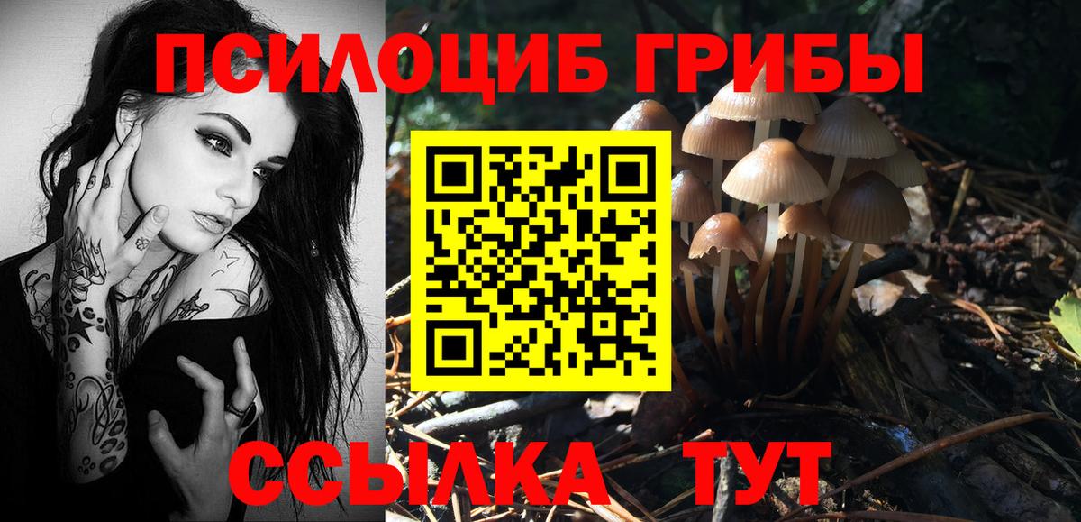 Кингисепп  Псилоцибиновые грибы Cubensis  Вход с VPN 